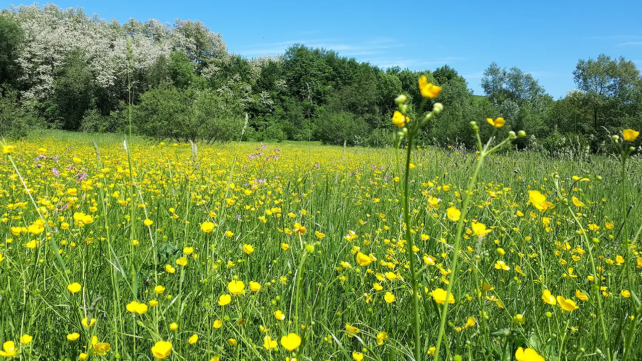 113 milioane euro pentru ferme mici, floricultură și plante medicinale