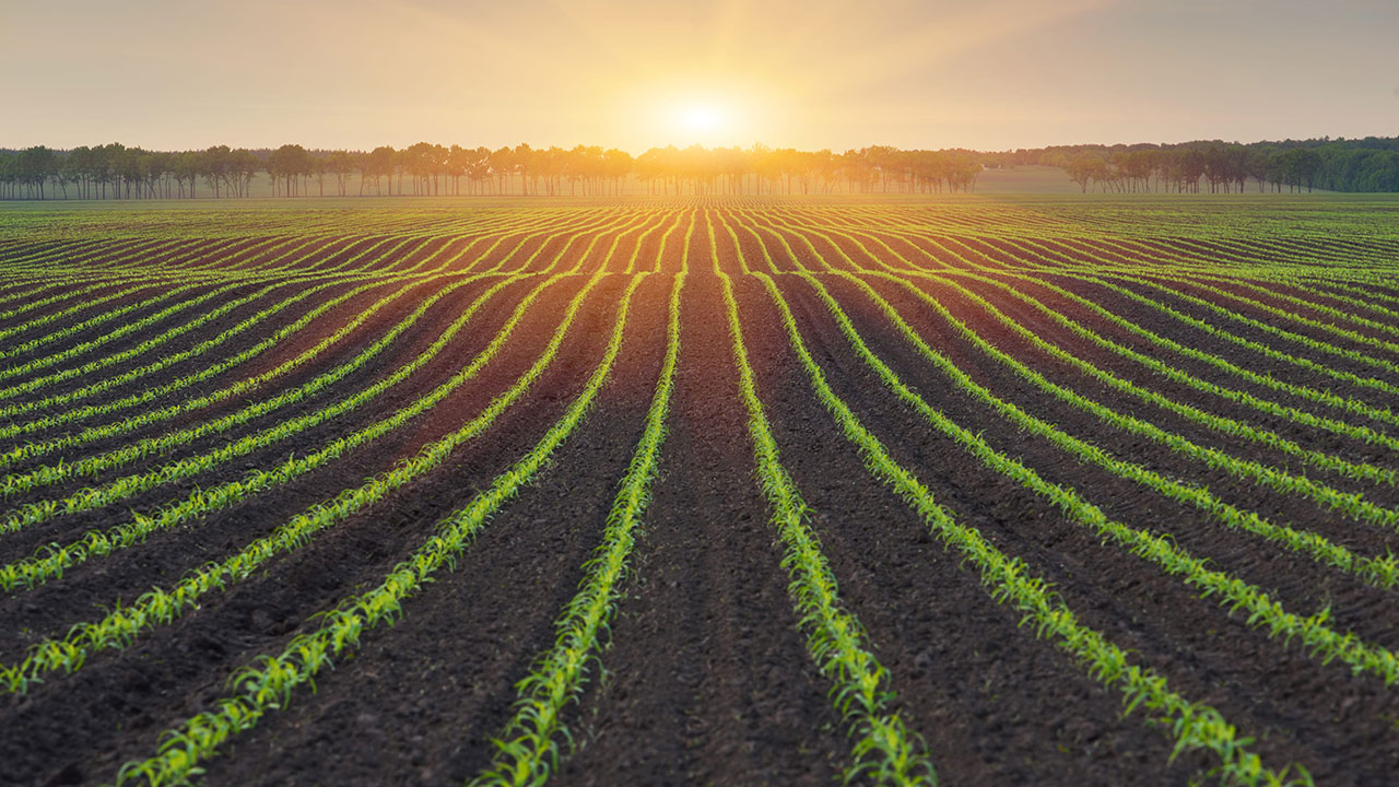 Vylor și Rainbow Crops: Porumb hibrid creat cu Inteligență Artificială